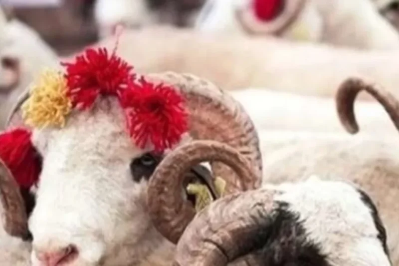 2025 Kurban Hizmetleri Tebliği yayımlandı