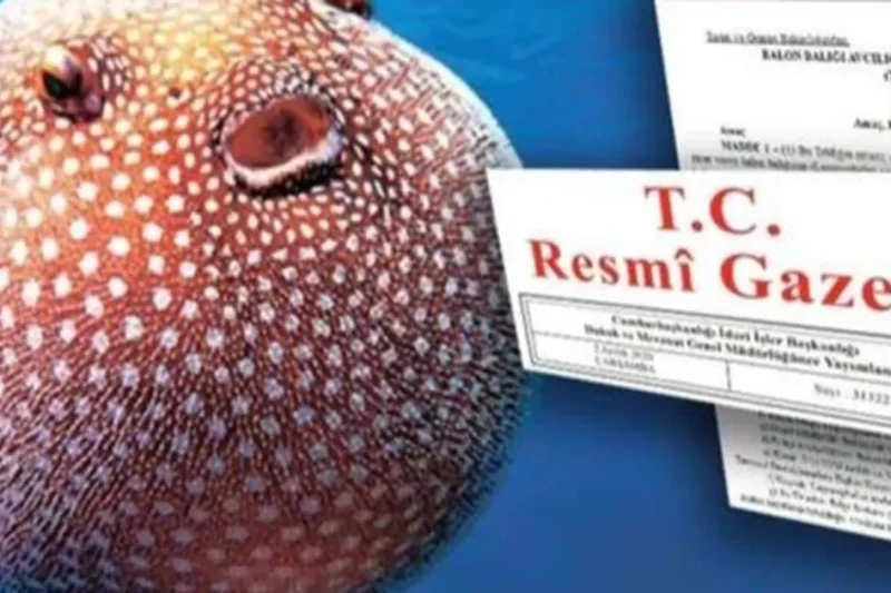 Balon Balığı avcılığı desteği artırıldı