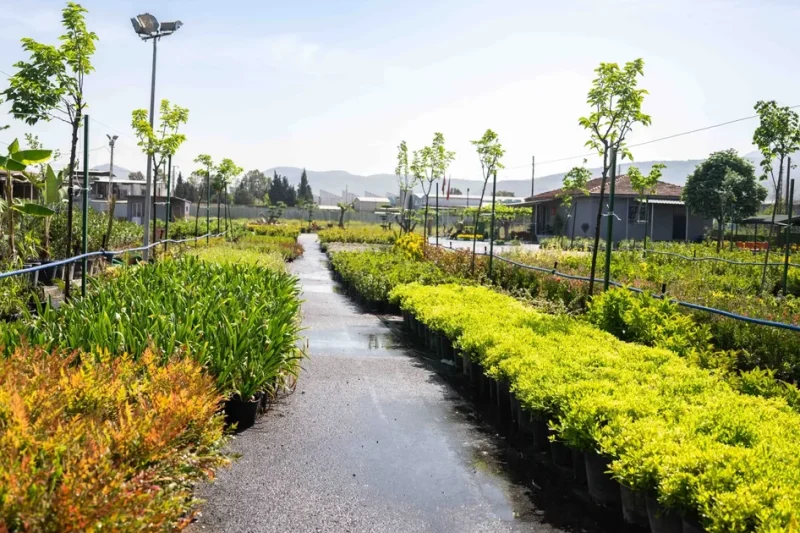 Bornova fidanlığı yeni görünümüyle göz kamaştırıyor