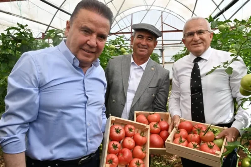IV. Uluslararası FoodFest Gastronomi Festivali domates hasadı ile başladı