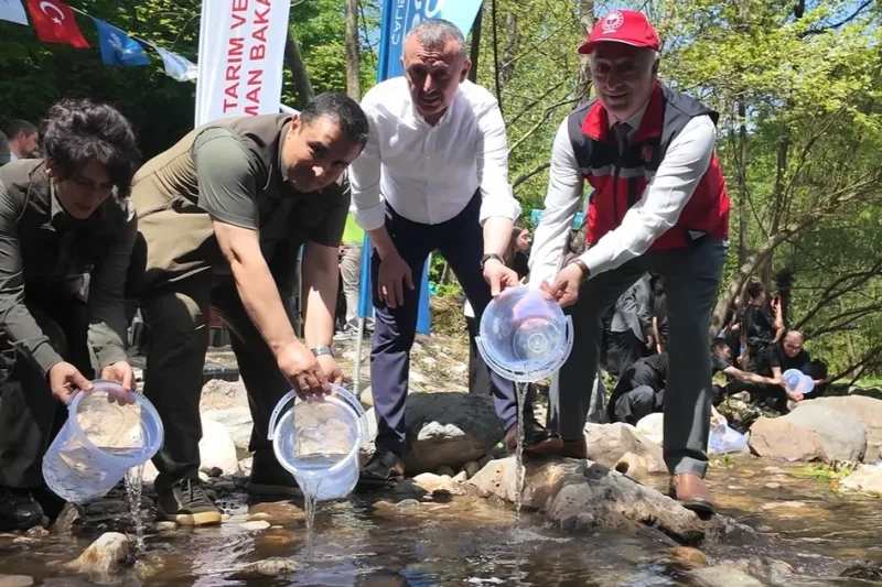 Kocaeli Kirazdere’ye 2 yılda 16 bin alabalık salındı