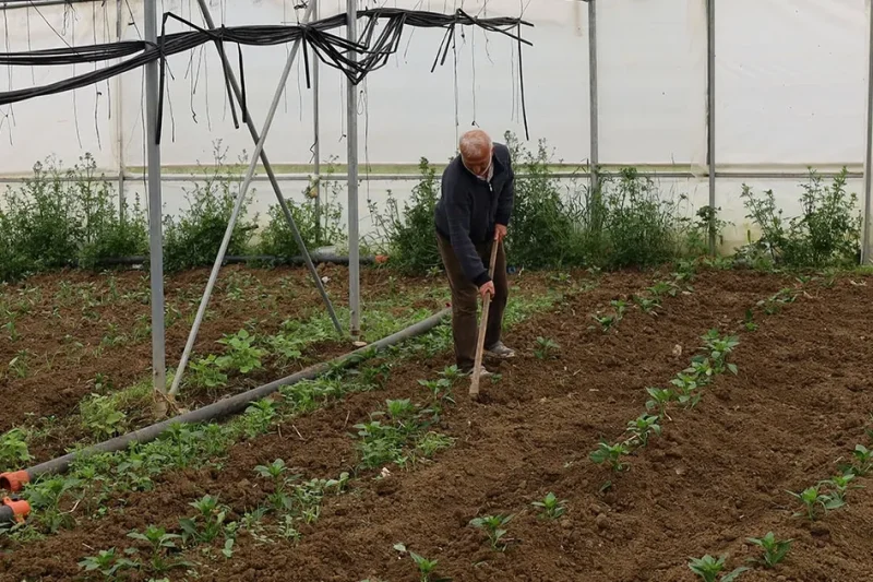 Kocaeli’nde üreticilere yüzde 50 hibeli modern sera desteği