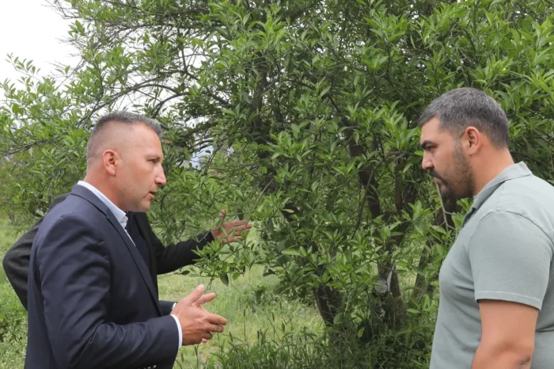 Muğla’da zirai donun yaraları sarıldı