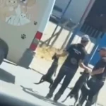 Düzce’de sokak köpeklerinin toplanma görüntüleri sosyal medyada tepki çekti