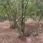 Düzce'de 81 yaşındaki kayıp kadın aranıyor